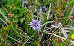 Kugelblume