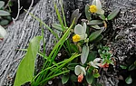Buchsbaumblättriges Kreuzblümchen