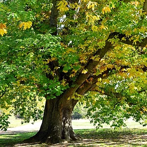 Baum des Jahres 2025 in Deutschland: die Roteiche (Quercus rubra) © Andreas Gomolka