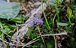 Kugelblume