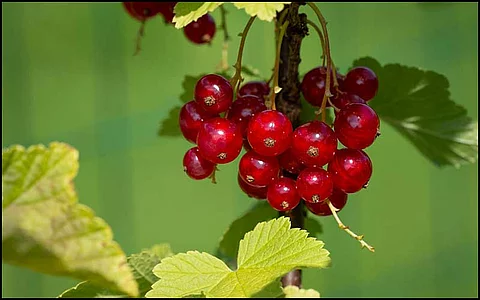 rote johannisbeeren
